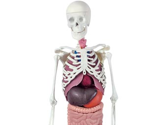 Cuerpo humano Educa explorer